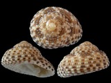 Clanculus limbatus