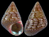 Cantharidus pulcherrimus