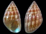 Variation25021
