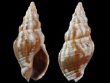 Cominella eburnea