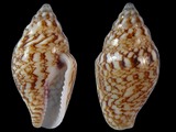 Pyrene bidentata