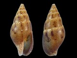 Mitrella semiconvexa