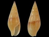 Variation25047