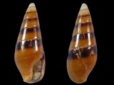 Mitrella menkeana