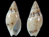 Amalda lineata