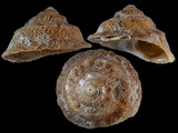 Astralium squamiferum