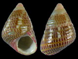 Variation25074