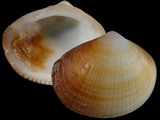 Glycymeris radians