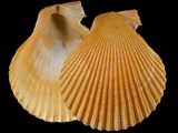 Variation35090