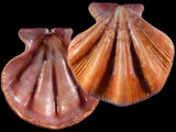 Notochlamys hexactes