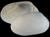 Variation35110