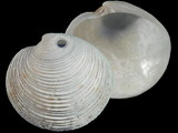 Variation25112