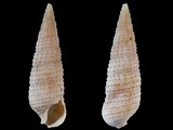 Cacozeliana granaria