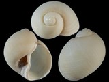 Eunaticina linnaeana