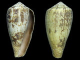 Conus anemone