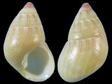 Variation35191