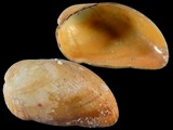 Musculus cumingianus