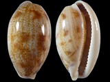 Cypraea pelluscens