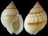 Nassarius pauperatus