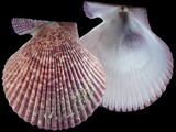 Variation25273