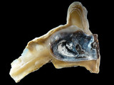 Malleus meridianis