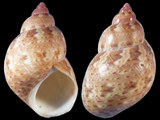 Phasianella ventricosa