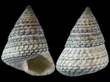 Jujubinus lepidus