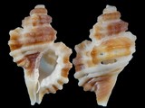 Monoplex exaratus