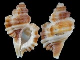 Cymatium exaratum