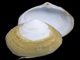 Coecella chinensis