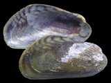 Musculista senhousia