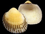 Anadara pilula