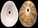 Diodora italica