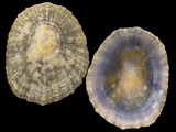 Patella caerulea