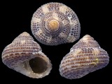 Clanculus cruciatus