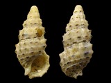 Cerithium scabridum