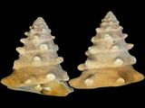 Tectus dentatus