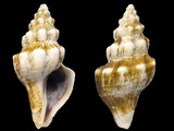 Fasciolaria lignaria