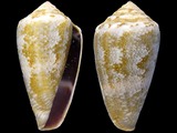 Conus mediterraneus