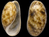 Bulla striata