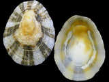 Patella rustica