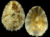 Patella ulyssiponensis