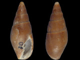 Isara carbonaria