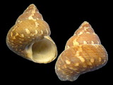 Gibbula turbiniodes