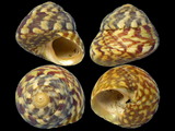 Gibbula pennanti