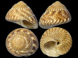 Variation35455
