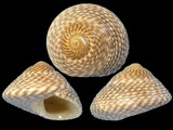 Variation25456
