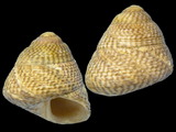 Gibbula cinerea