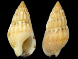 Nassarius cuvieri