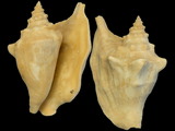 Variation1546
